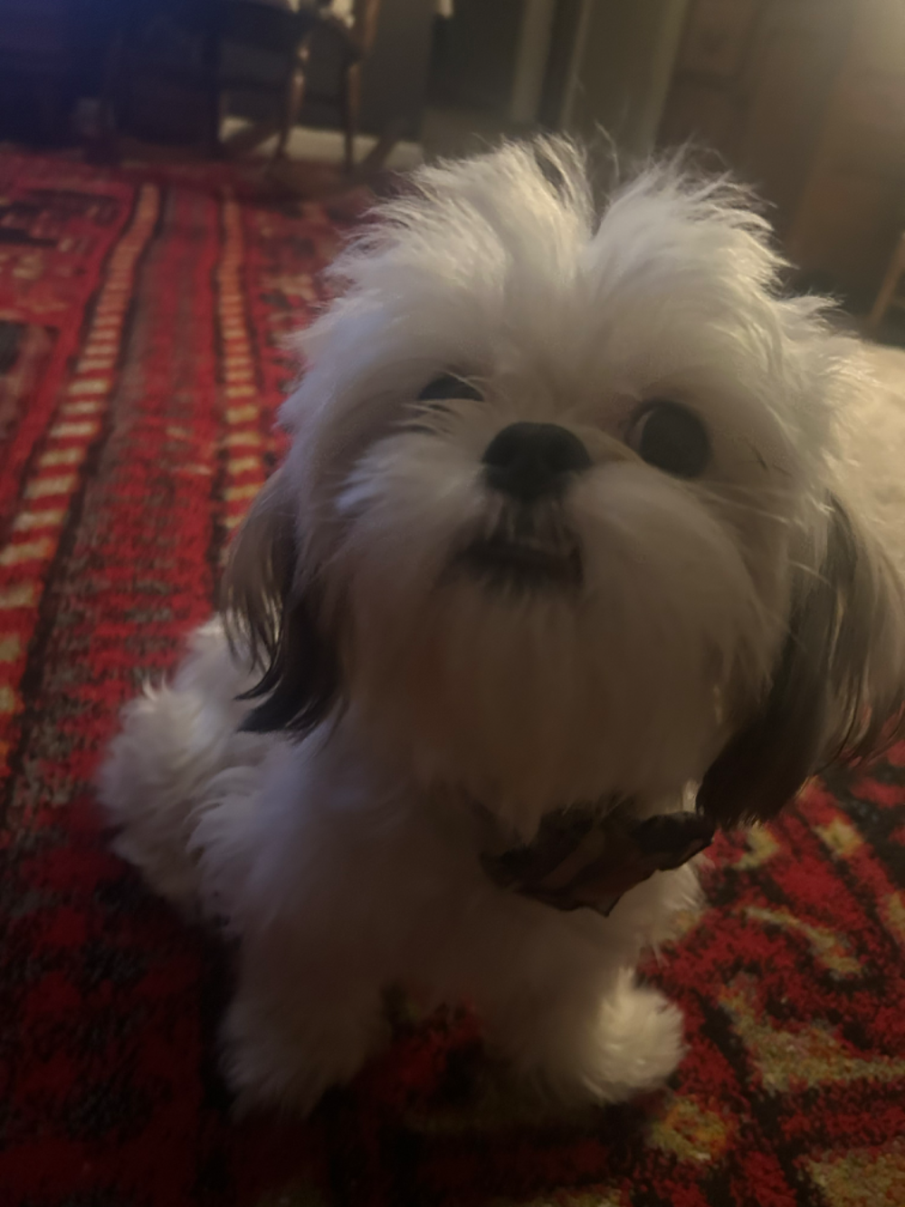 Suki